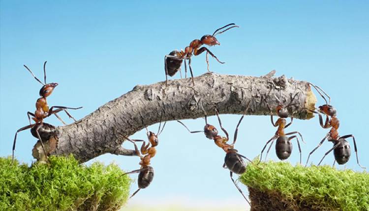 quran ants talk